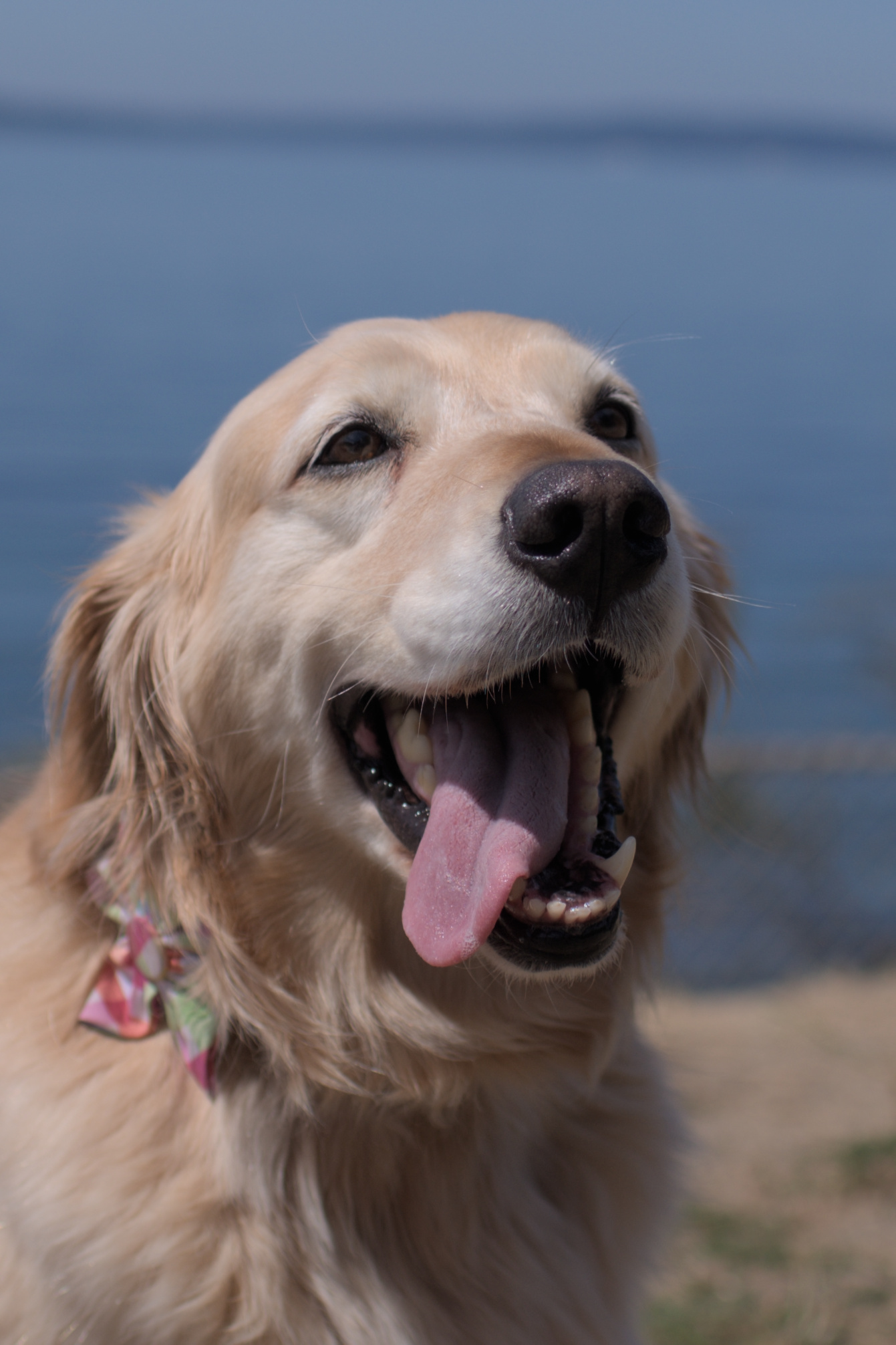 An adult golden retriever wearing a paisley bowwith her tongue hanging out the side of her mouth.